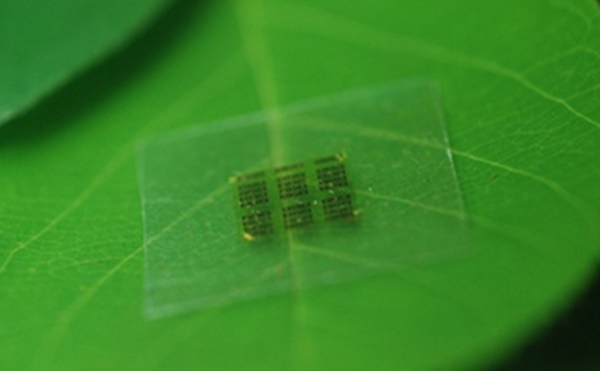 위스콘신대 연구팀은 생분해성 반도체칩을 만든 후 이 칩이 기존 실리콘칩과 비슷한 성능을 보인다는 점을 확인했다. 무독성이고 생분해성인데다가 유연성이 뛰어나다. 투명한 셀룰로스 기판(칩재료의 99%)위에 설계된 갈륨비소트랜지스터가 보인다. 사진=정예환 위스콘신대 나노엔지니어링디바이스연구소