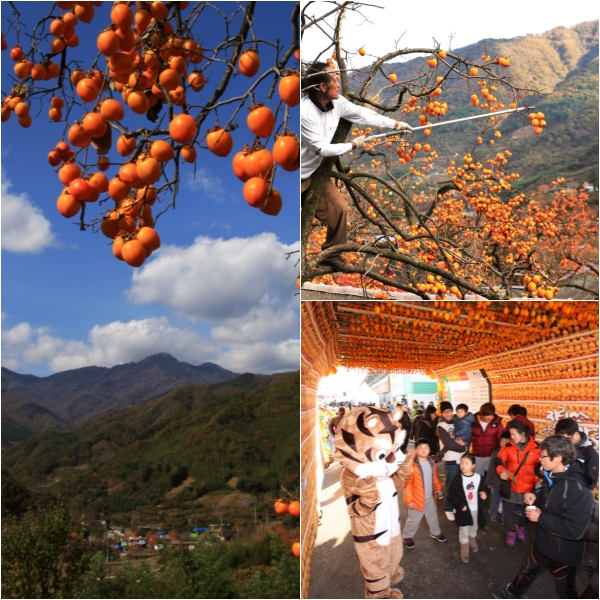 산청곶감축제, 체험 프로그램 확대와 편의 시설 확충으로 관광객 유치 ‘총력’