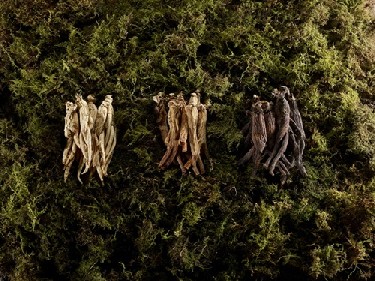 어지간한 산삼보단 홍삼이 더 낫다!…홍삼 제품, 제대로 그 효능 보려면?
