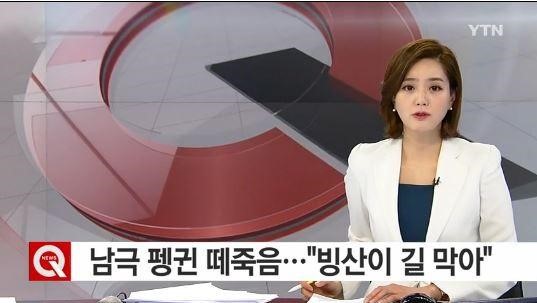 남극 펭귄 15만 마리 떼죽음
출처:/ YTN 방송화면 캡처