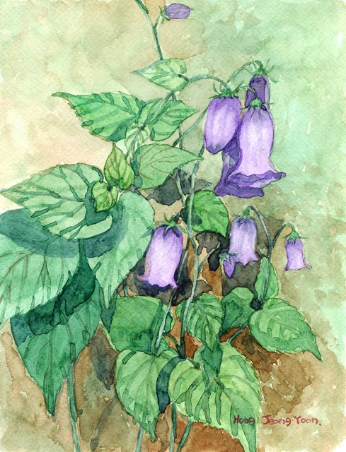 그림=홍정윤, 금강초롱꽃