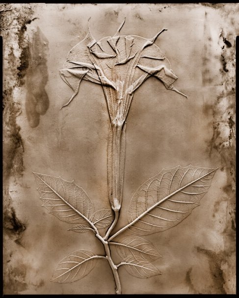 엔젤트럼펫, 570X770mm, Color print, 2012