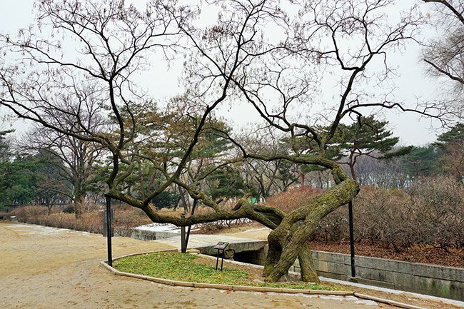 선인문 앞의 굽은 회화나무