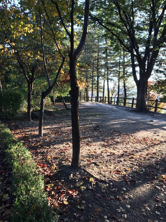 출근길 회사앞 남산 공원을 거닐며, 2016년 11월