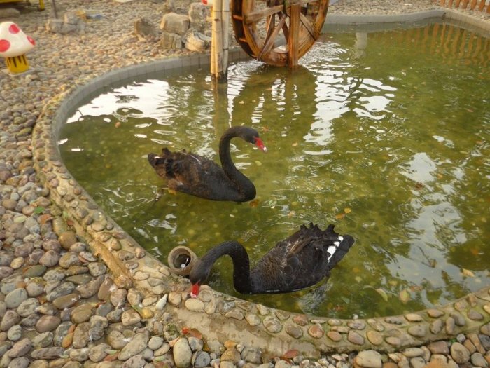 동물농장 '흑조'