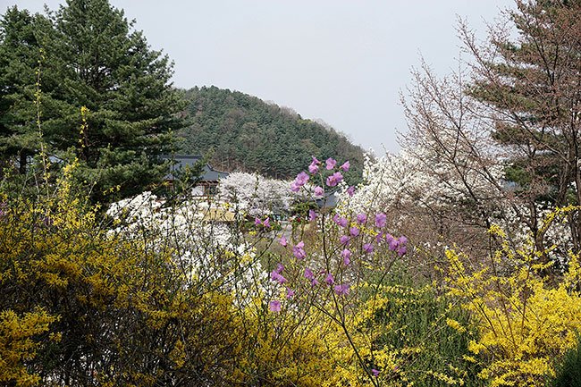 아침고요수목원