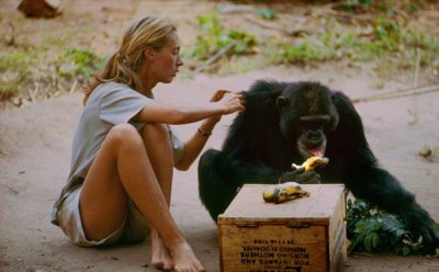 [ET-ENT 영화] EBS국제다큐영화제(4) ‘제인’ 침팬지에 대한 애정과 관찰력, 침팬지를 바라보는 제인 구달에 대한 애정과 관찰력