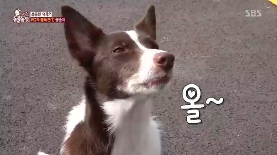 동물농장 이미지