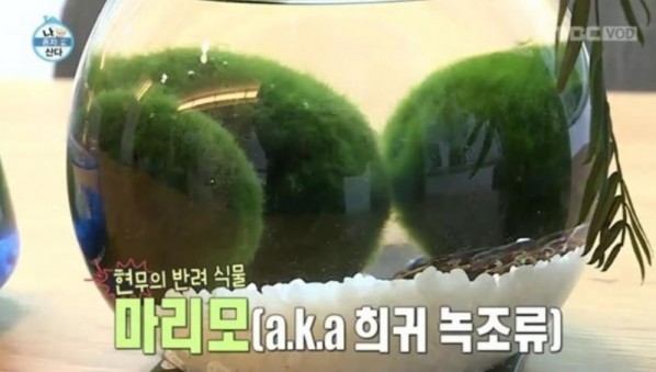 마리모 이미지
