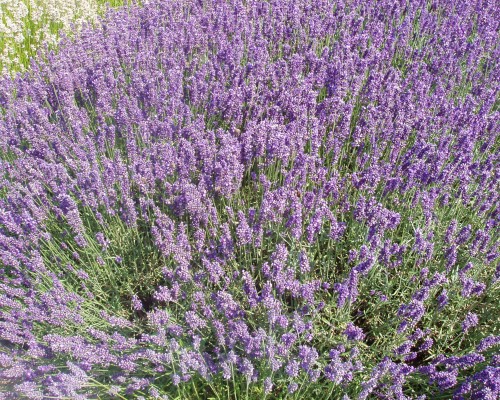 순종의 라벤더 Lavandula Angustifolia 이미지