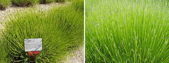 라반딘 Lavandula x intermedia 이미지