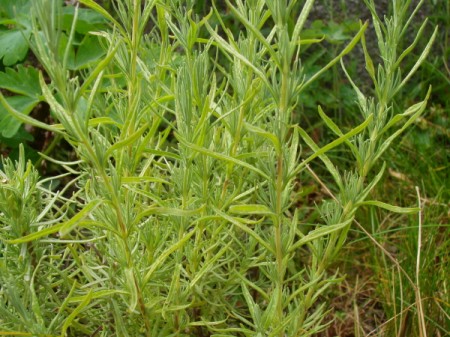 마리타임 라벤더 Lavandula stoechas 이미지