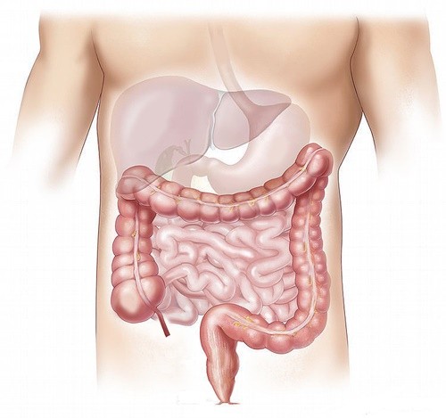 사람이 하루에 섭취할 수 있는 유산균의 양은 얼마나 될까?
