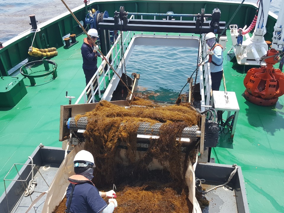 제주도가 지난 13일부터 유입되기 시작한 중국발 괭생이모자반 수거에 총력을 기울이고 있다.(사진=제주도청 제공)