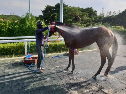 한국마사회, 말들의 여름나기를 위한 체계 완비 나서