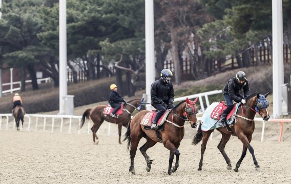 휴장에도 재개를 위해 훈련중인 경주마 관계자들