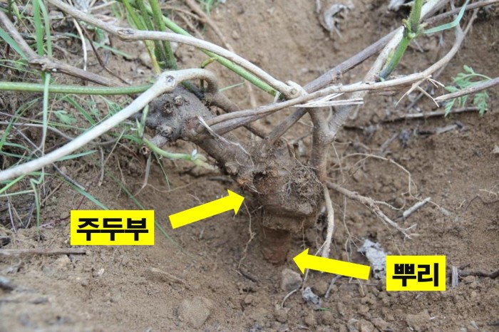 물리적 방제를 위해 칡뿌리를 굴취한 모습(제공:국립산림과학원)