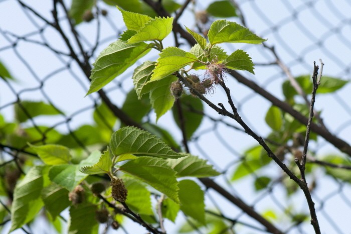 닥나무 꽃(제공:국립산림과학원)