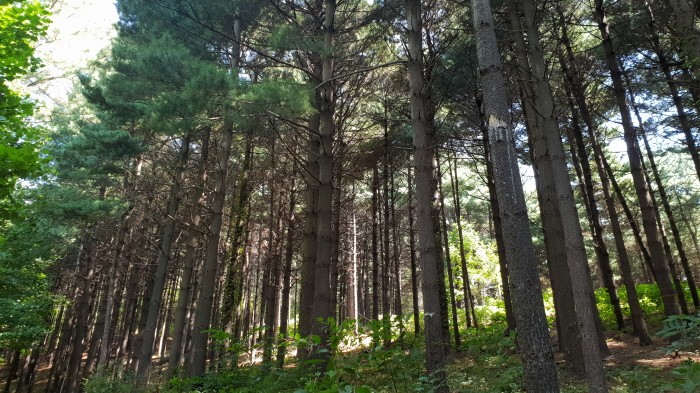 스트로브잣나무 조림지(제공:국립산림과학원)