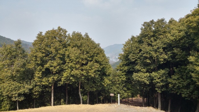 종가시나무 군락(제공:국립산림과학원)