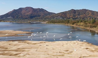 금강 세종보 상류 모래톱 구간(제공:환경부)