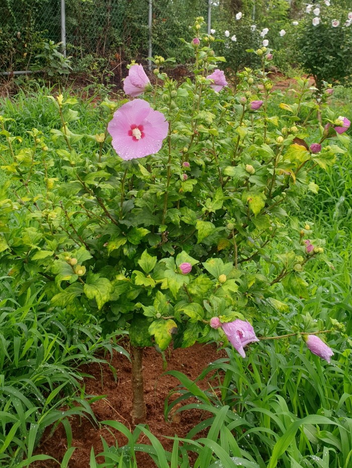 과학원 재래종 보존원 백령도 무궁화(제공:국립산림과학원)