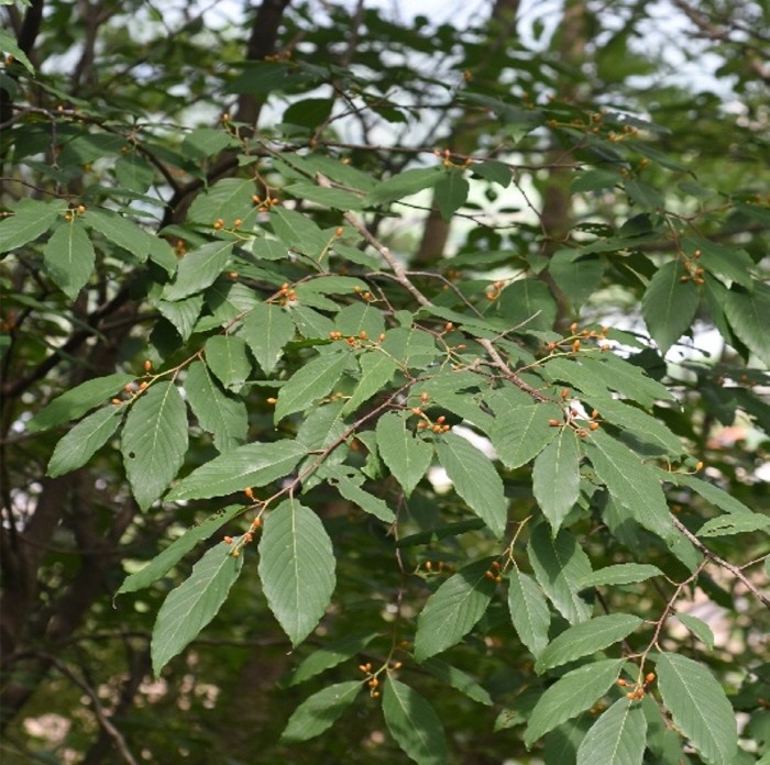 망개나무(제공:국립산림과학원)