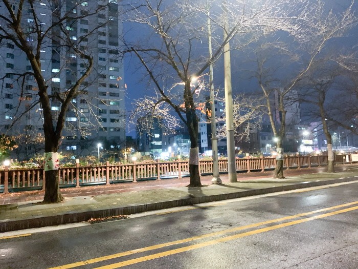 가로수 잠복소(제공:국립산림과학원)
