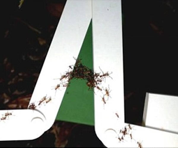 하지만 개미들은 점점더 다리를 만드는 참여자 수를 늘리며 좁은 공간에서 넓은 공간으로 더 긴 다리를 만들어 나가게 된다. 위 사진에서 보이는 개미들이 움직이는 다리를 만들어 보다 넓은 아래 공간으로 이동해 있다. 사진=크리스토퍼 리드,매튜 러츠 뉴저지기술연구소