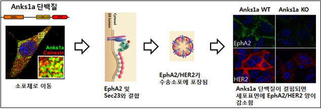 Anks1a 단백질은 주로 세포질에 있으나 성장인자를 포함한 외부 자극에 의해 인산화되면 소포체로 이동하게 된다. 소포체에서 EphA2/HER2와 같은 특정 수용체와 결합하고 Sec23와 협조하여 소포 안에 수용체가 잘 포장되게 도와준다. 따라서 Anks1a의 기능 저하는 세포 표면의 수용체의 양을 감소시킬 수 있으며 Anks1a를 제어할 수 있는 원천기술은 암, 조현병 등과 같은 인간질환 발병 기전을 이해하고 치료법 개발에 기여할 것이다.
