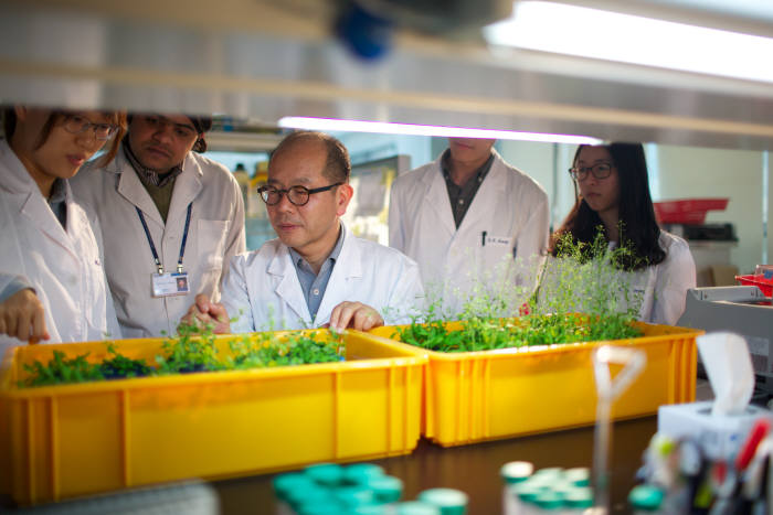 DGIST 뉴바이올로지전공 및 IBS 식물노화·수명연구단 연구팀이 애기장대를 이용해 식물의 노화에 대한 연구를 진행하고 있다