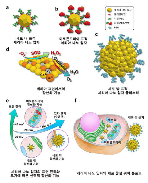 세리아 나노입자 구조와 기능 및 분포위치