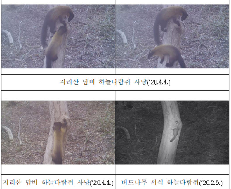 멸종위기 담비의 하늘다람쥐 사냥 장면 '포착'