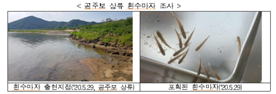 금강·세종보 개방으로 수생태계 회복 확인
