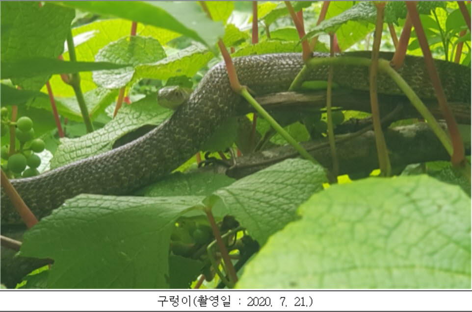 가야산에서 멸종위기 구렁이·올빼미 등 3종 발견