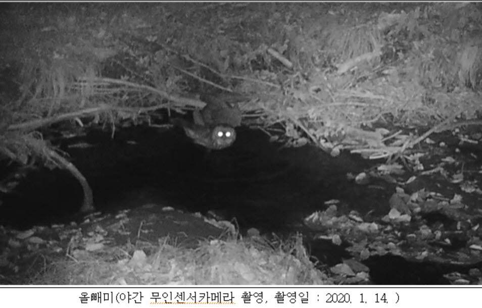 가야산에서 멸종위기 구렁이·올빼미 등 3종 발견