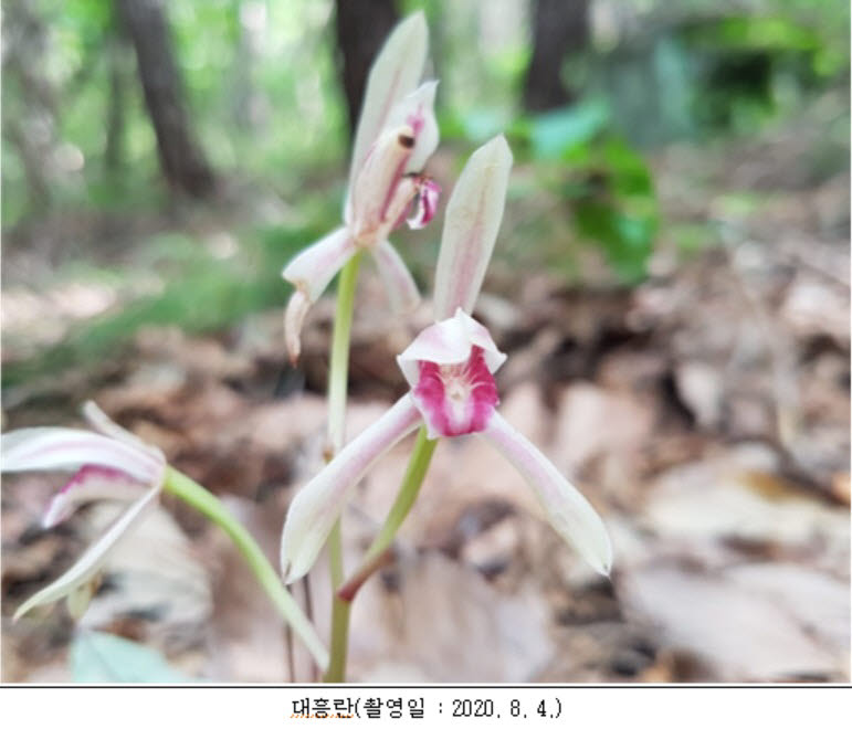 가야산에서 멸종위기 구렁이·올빼미 등 3종 발견