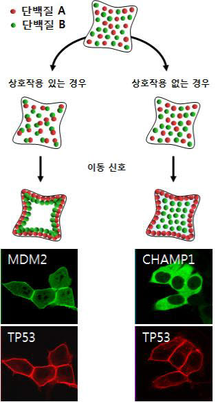 한국기초과학지원연구원이 기술이전 품목으로 내놓은 단백질 상호작용 분석 개념도. 살아있는 세포의 단백질 결합과정을 실시간 분석할 수 있다.