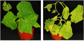 오이 세균성 점무위병 방제효과를 보여준다. 왼쪽은 식물병 방제제가 처리된 오이 잎이다.