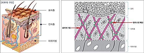 ▲피부의 구조는 표피층, 진피층, 지방층으로 나뉜다. 보스킨은 피부운동을 통해 뭉친 피부를 풀어주고 혈액순환도 좋게 만들어준다.