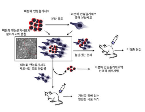 국내 연구진, 줄기세포치료 '부작용 극복기술' 개발