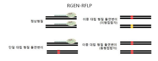 RNA 유전자가위를 이용한 돌연변이 유전형 분석방법 모식도<자료: 미래부>