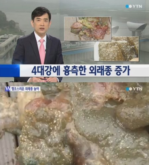 큰빗이끼벌레 4대강 