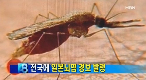 일본뇌염 경보 발령