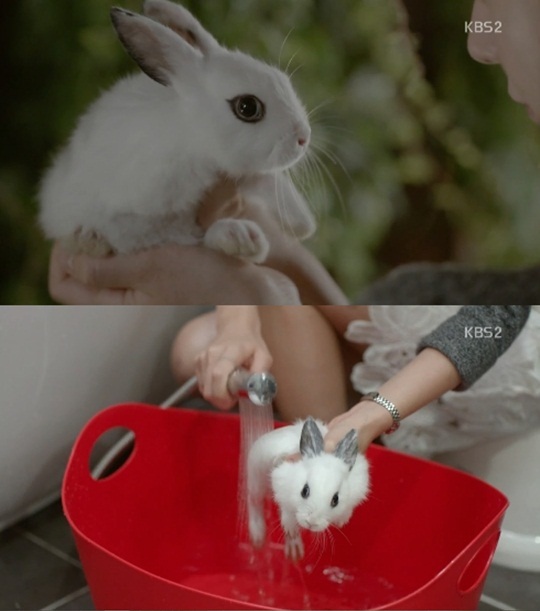 연애의 발견 토끼목욕 동물학대