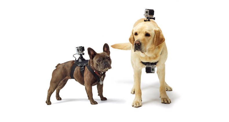 강아지도 액션캠을…고프로 애견 마운트