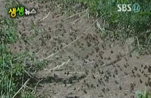 메뚜기떼 해남 사진- 본 기사와 무관