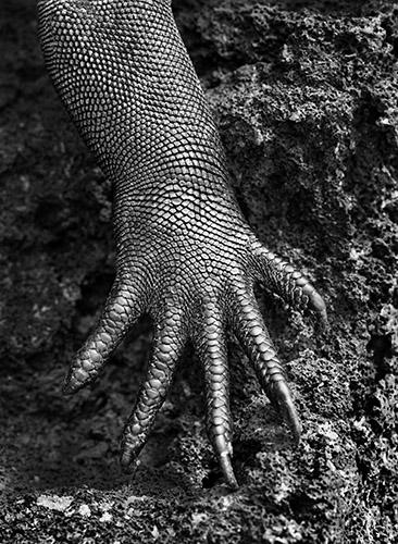 ©photo by Sebastião Salgado / Amazonas images
 