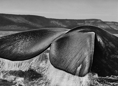 ©photo by Sebastião Salgado / Amazonas images
 