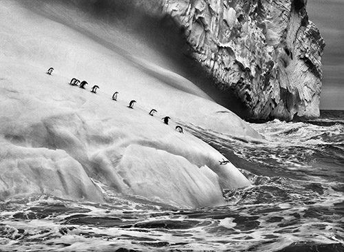 ©photo by Sebastião Salgado / Amazonas images
 